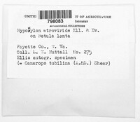 Hypoxylon atroviride image